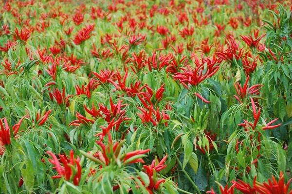 企业建立移动网站的重要性及其给市场带来的优势